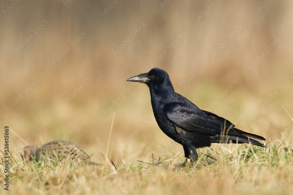 Bird Rook corvus frugilegus landing, black bird in autumn time, Poland Europe Bird Rook corvus frugilegus landing, black bird in autumn time, Poland Europe