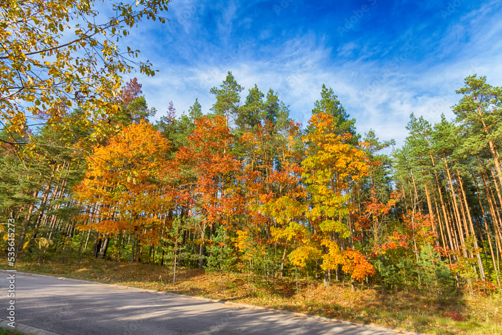Naklejka premium Landscape autumn road with colourful trees, autumn Poland, Europe and amazing blue sky with clouds, sunny day 