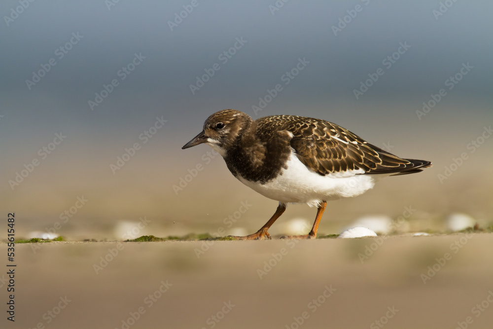 bird - Ruddy Turnstone migratory Arenaria interpres shorebird, migratory bird, Poland Europe Baltic Sea bird - Ruddy Turnstone migratory Arenaria interpres shorebird, migratory bird, Poland Europe Baltic Sea