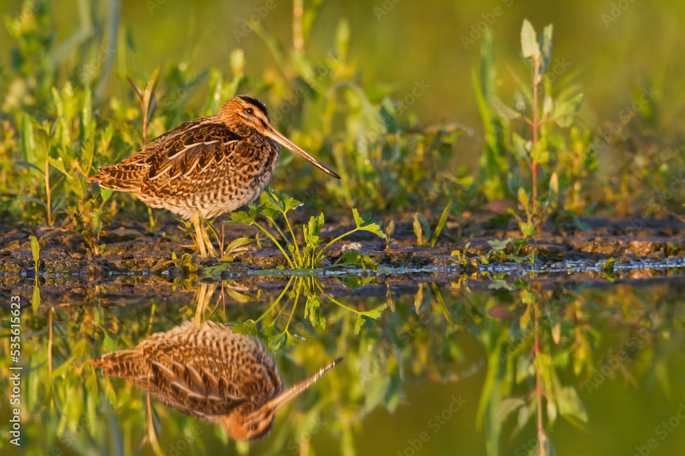 Shore bird Common snipe Gallinago gallinago small bird with long beak, Poland Europe Shore bird Common snipe Gallinago gallinago small bird with long beak, Poland Europe