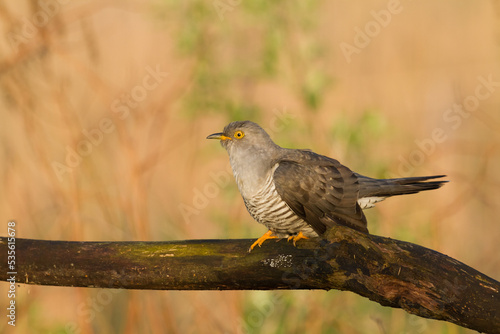 Cuckoo, Cuculus canorus, single bird - male on blurred background	