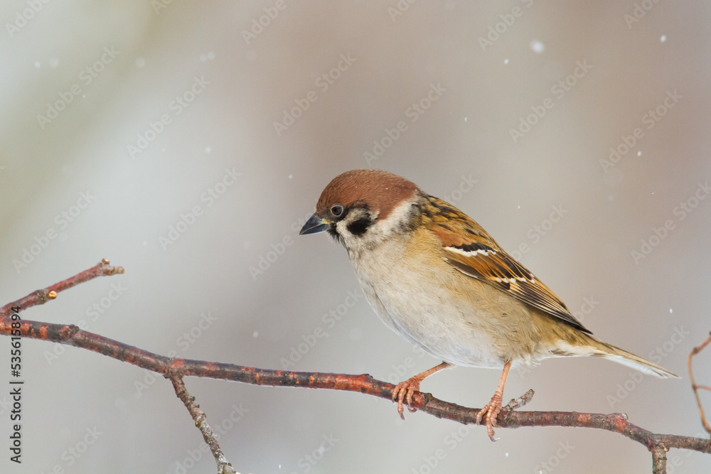 tree sparrow Passer montanus sitting on a branch blurred background winter time winter frosty day tree sparrow Passer montanus sitting on a branch blurred background winter time winter frosty day