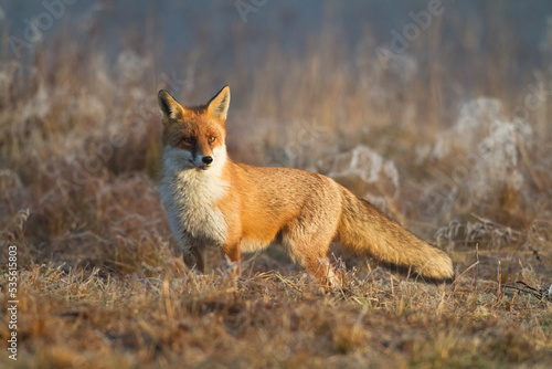 Fox Vulpes vulpes in autumn scenery, Poland Europe, animal walking among autumn meadow in amazing light 