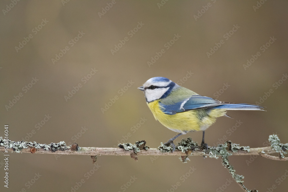 Obraz premium Bird - Blue Tit Cyanistes caeruleus perched on tree 