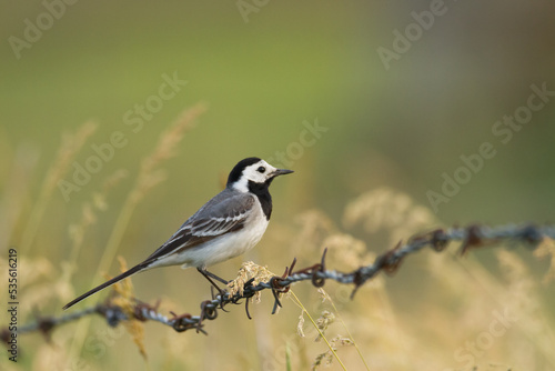 Bird white wagtail Motacilla alba small bird with long tail on green background, Poland Europe