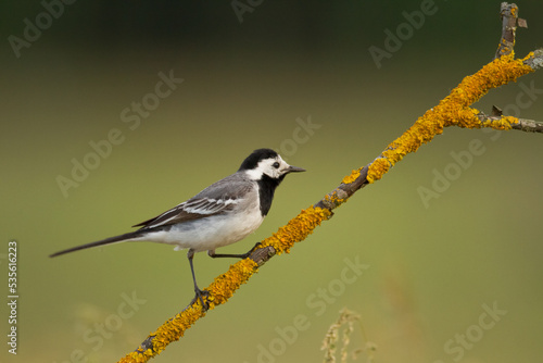 Bird white wagtail Motacilla alba small bird with long tail on green background, Poland Europe