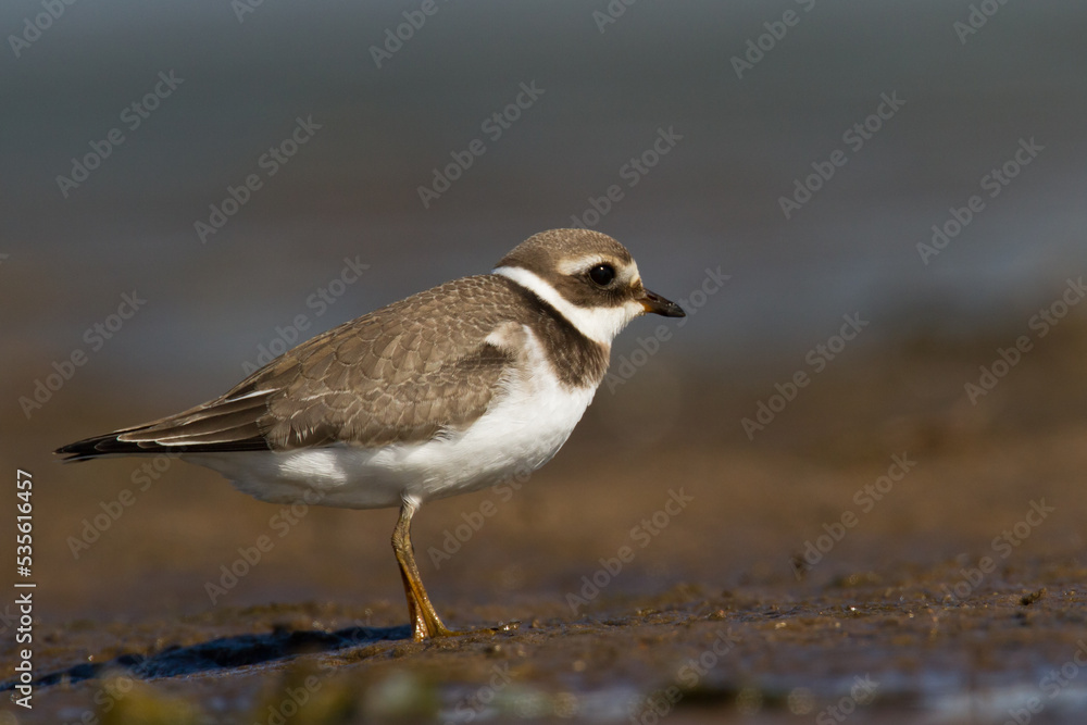 Bird Charadrius dubius, Little Ringed Plover on blurred background Bird Charadrius dubius, Little Ringed Plover on blurred background