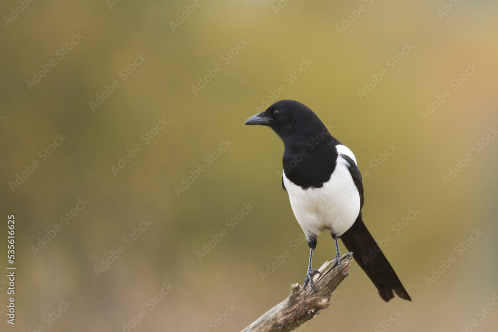 Bird - Common magpie Pica pica, very smart and clever bird with black and white plumage on brown background Bird - Common magpie Pica pica, very smart and clever bird with black and white plumage on brown background