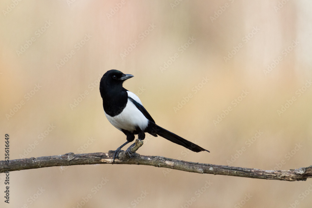 Bird - Common magpie Pica pica, very smart and clever bird with black and white plumage on brown background Bird - Common magpie Pica pica, very smart and clever bird with black and white plumage on brown background
