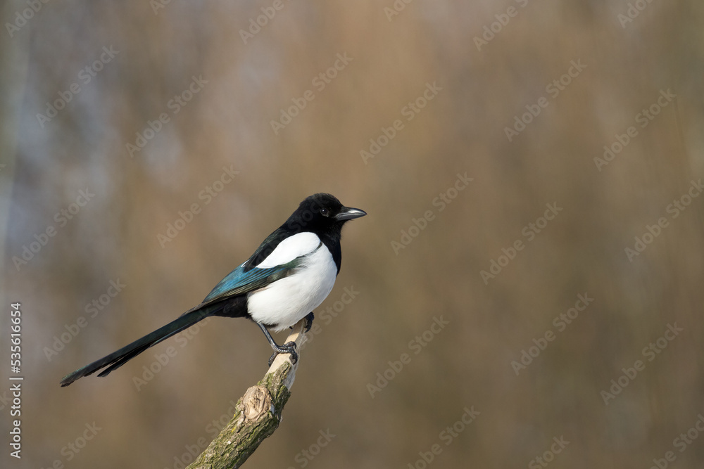 Bird - Common magpie Pica pica, very smart and clever bird with black and white plumage on brown background Bird - Common magpie Pica pica, very smart and clever bird with black and white plumage on brown background
