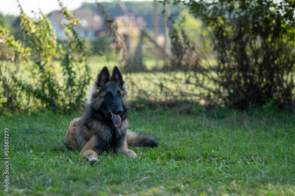 A belgian malinois puppy dog resting in the shadows in green grass A belgian malinois puppy dog resting in the shadows in green grass