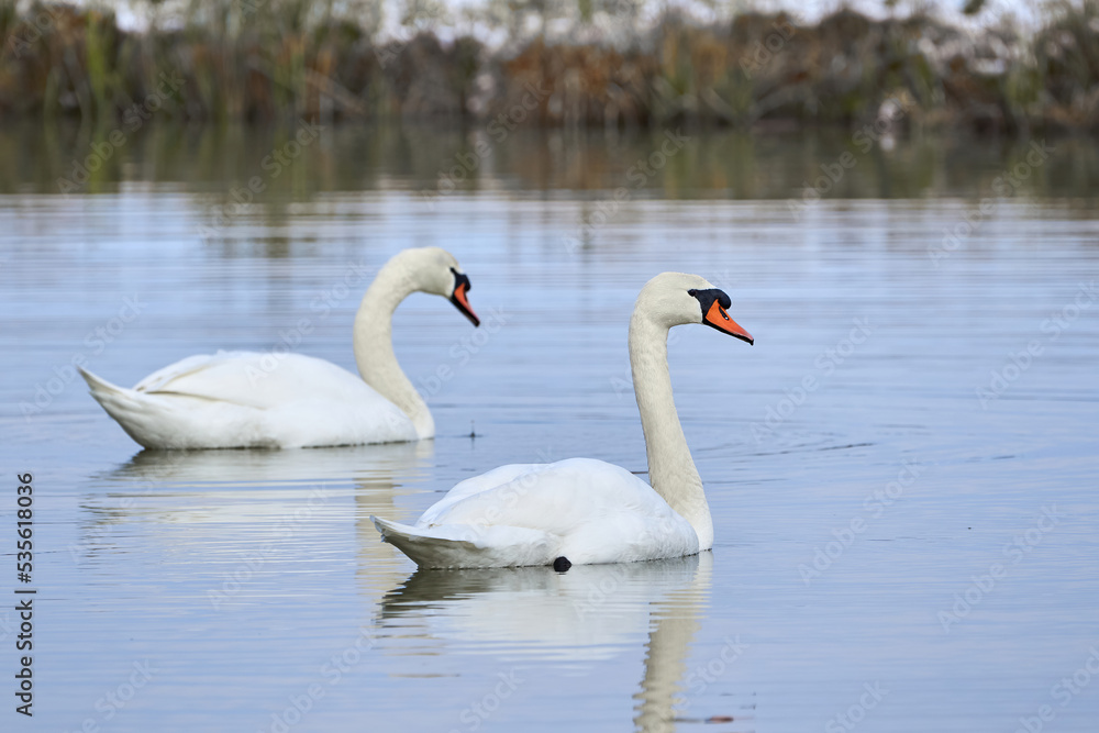 Mute swans swimming in a pond in the winter season (Cygnus olor) Mute swans swimming in a pond in the winter season (Cygnus olor)