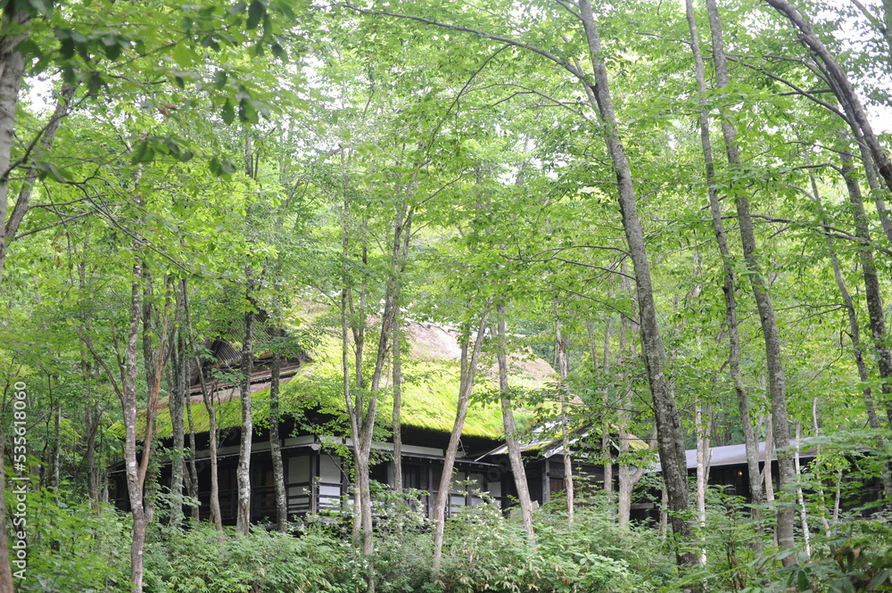 Old wooden building with thatched roof between trees with green leaves in a thick wood or forest in Japan, Asia Old wooden building with thatched roof between trees with green leaves in a thick wood or forest in Japan, Asia