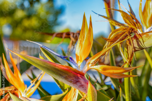 detail of bird of paradise flower - strelicia - in morning light photo