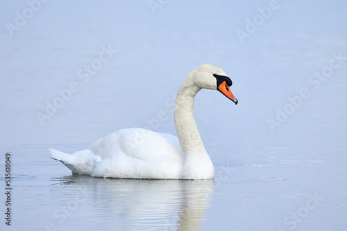 Fototapeta Naklejka Na Ścianę i Meble -  Mute swan swimming in a pond in the winter season (Cygnus olor)