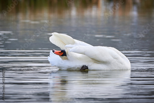 Fototapeta Naklejka Na Ścianę i Meble -  Mute swan preening feathers in  winter season (Cygnus olor)