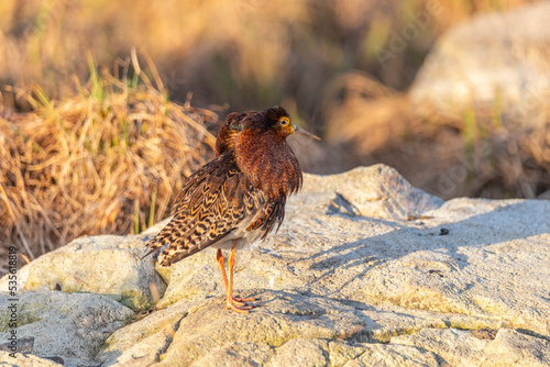 Fotografie A male ruff (bird) in breeding plumage stands on a large stone