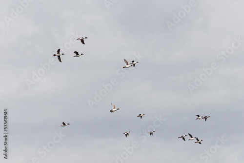 A large flock of Common goldeneye flies in the sky