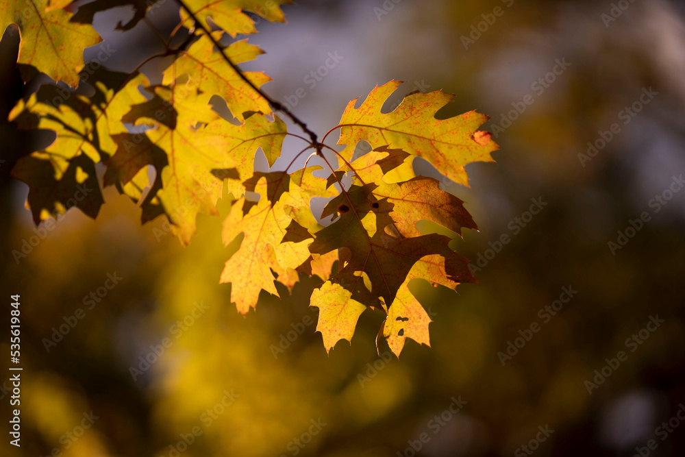 Obraz premium leaves