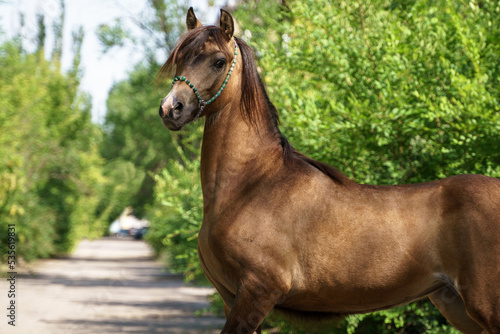Fotografija Portrait of a young sooty-buckskin horse of the Welsh pony breed
