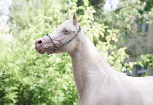 Fotografie Cremello Welsh pony mare portrait