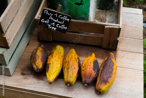 Photography BANGKOK, THAILAND - July 25, 2022 : Cacao chocolate fruit on wooden table at farm