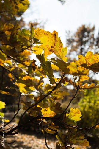 Autumn yellow-green oak leaves on sky blue