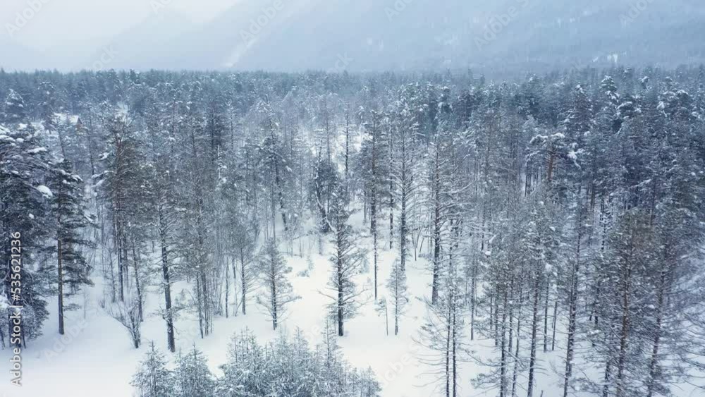 Beautiful snow scene forest in winter. Flying over of pine trees covered with snow. Beautiful snow scene forest in winter. Flying over of pine trees covered with snow.