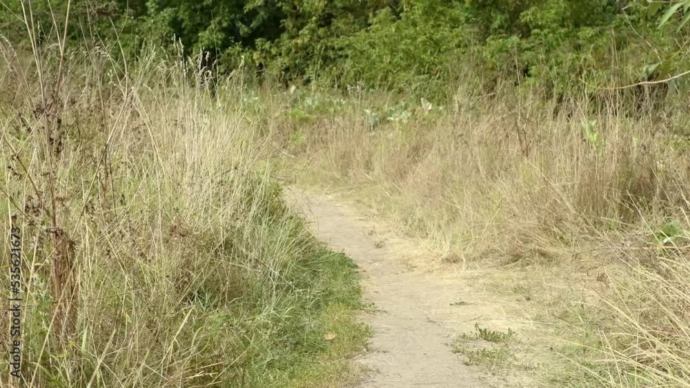 Turn the trodden path near the dry field. Summer path for walks and hiking in the countryside