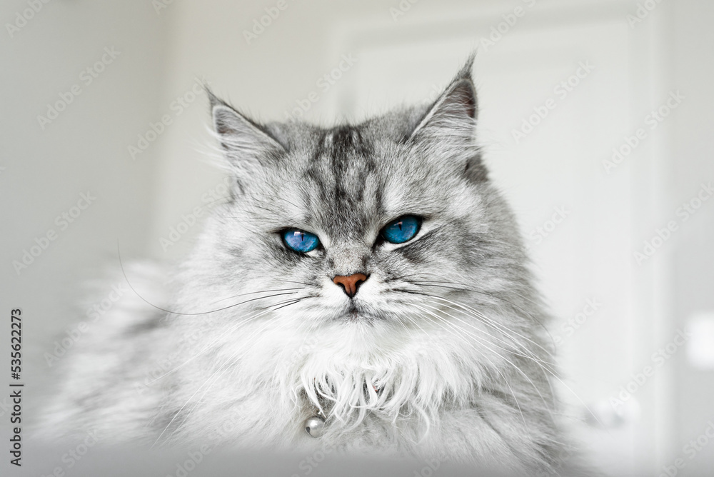 Portrait of a graceful gray cat with blue eyes. The cat lies on a gray blanket in the house. Portrait of a graceful gray cat with blue eyes. The cat lies on a gray blanket in the house.