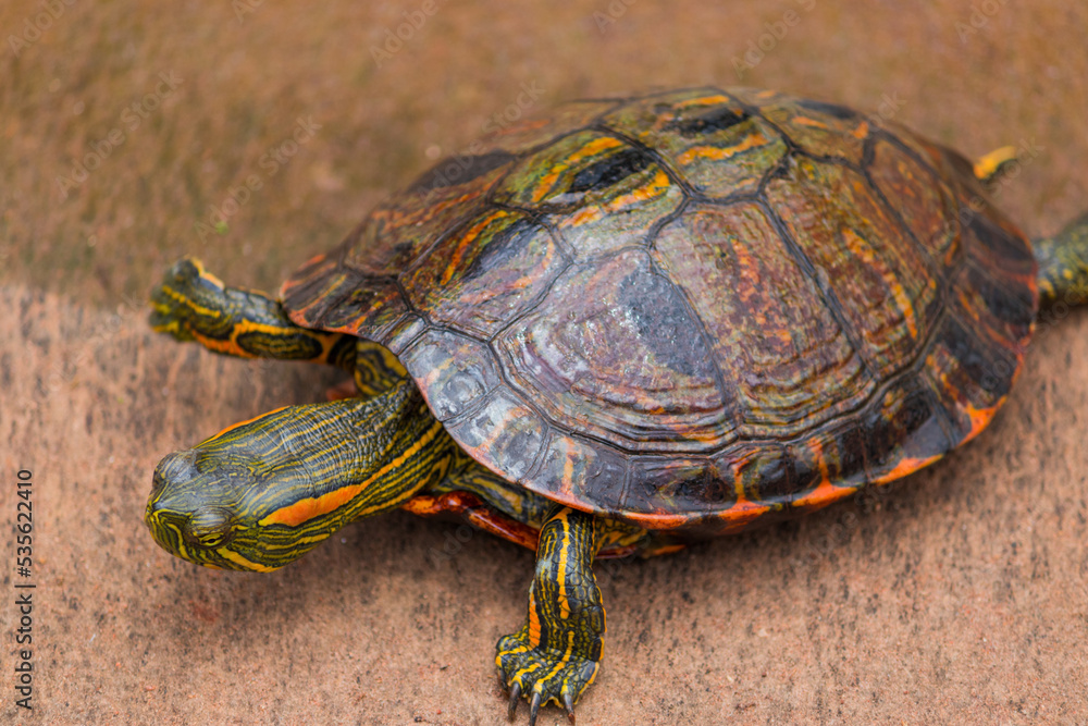 Fototapeta premium Photograph of a beautiful turtle.