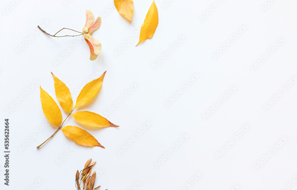 Colorful Autumn fall leaves frame on the white background. Copy space Colorful Autumn fall leaves frame on the white background. Copy space