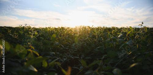 Close up of soybean plant in cultivated agricultural field  agriculture and crop protection