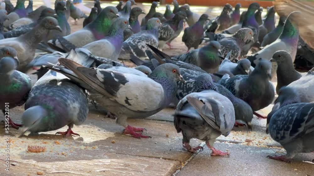 Flock of pigeons feeding from the ground of a public square Flock of pigeons feeding from the ground of a public square