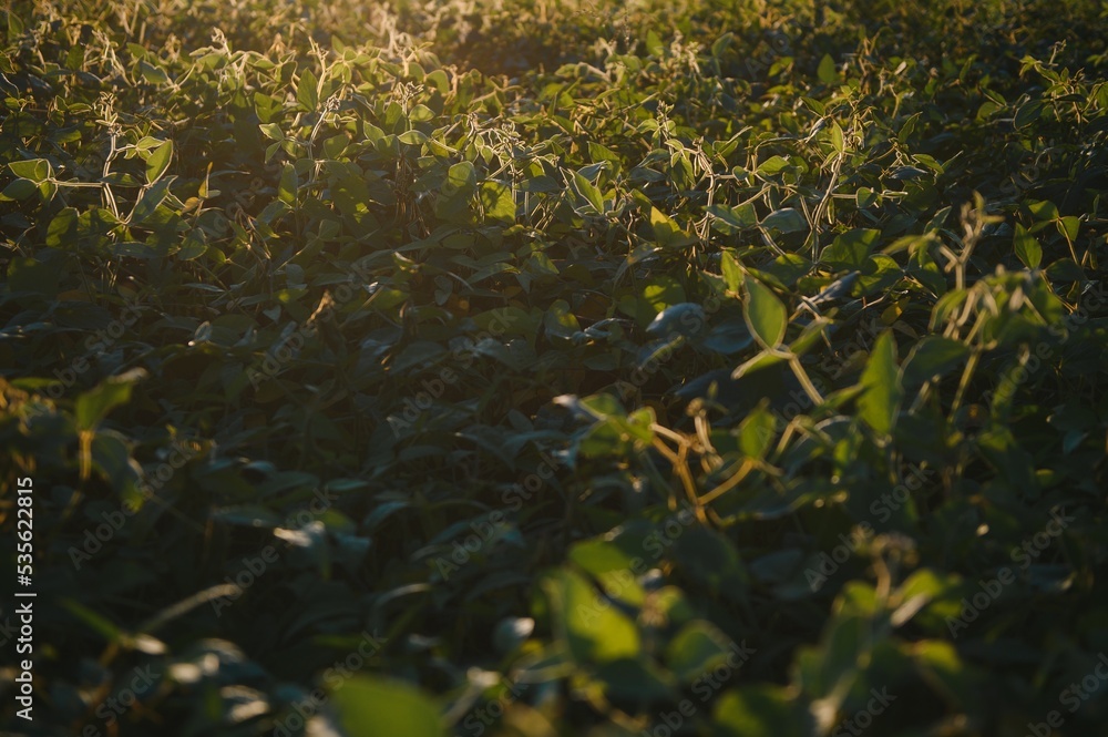 Soybean field, green field, agriculture landscape, field of soybean on a sunset sky background Soybean field, green field, agriculture landscape, field of soybean on a sunset sky background