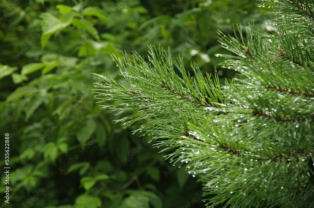 Pine branch with raindrops on a natural background. Rainy day. Blurred background. Pine branch with raindrops on a natural background. Rainy day. Blurred background.