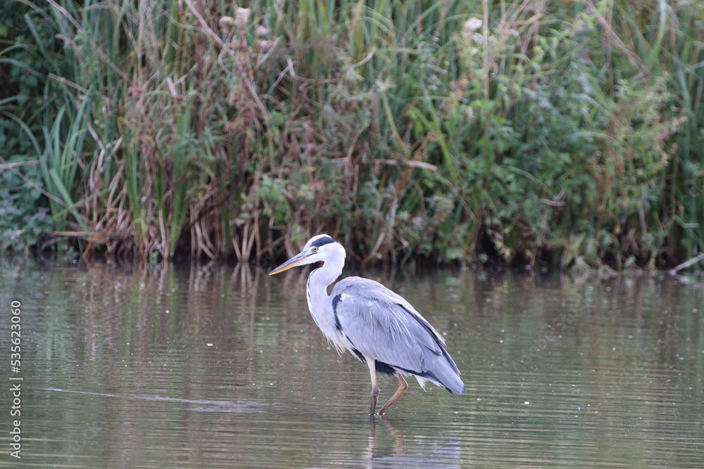 Grey Heron (Ardea cinerea) fishing at Arundel WWT Grey Heron (Ardea cinerea) fishing at Arundel WWT