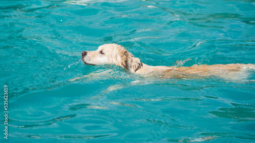 Canvas Print dog in swimming pool