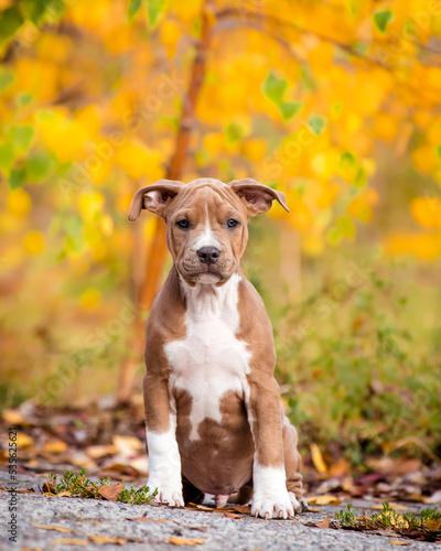  A cute puppy with funny ears sits on the backdrop of an autumn park