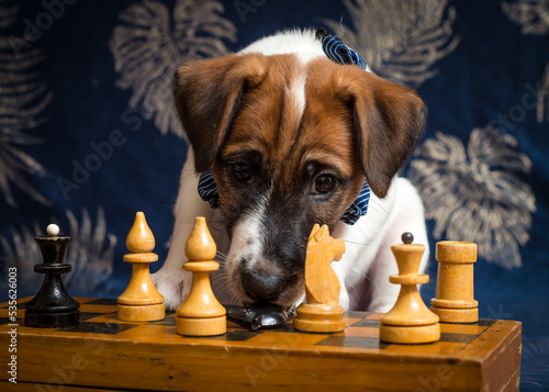 Cute thoughtful dog sits near the chess © Mykola Tkach