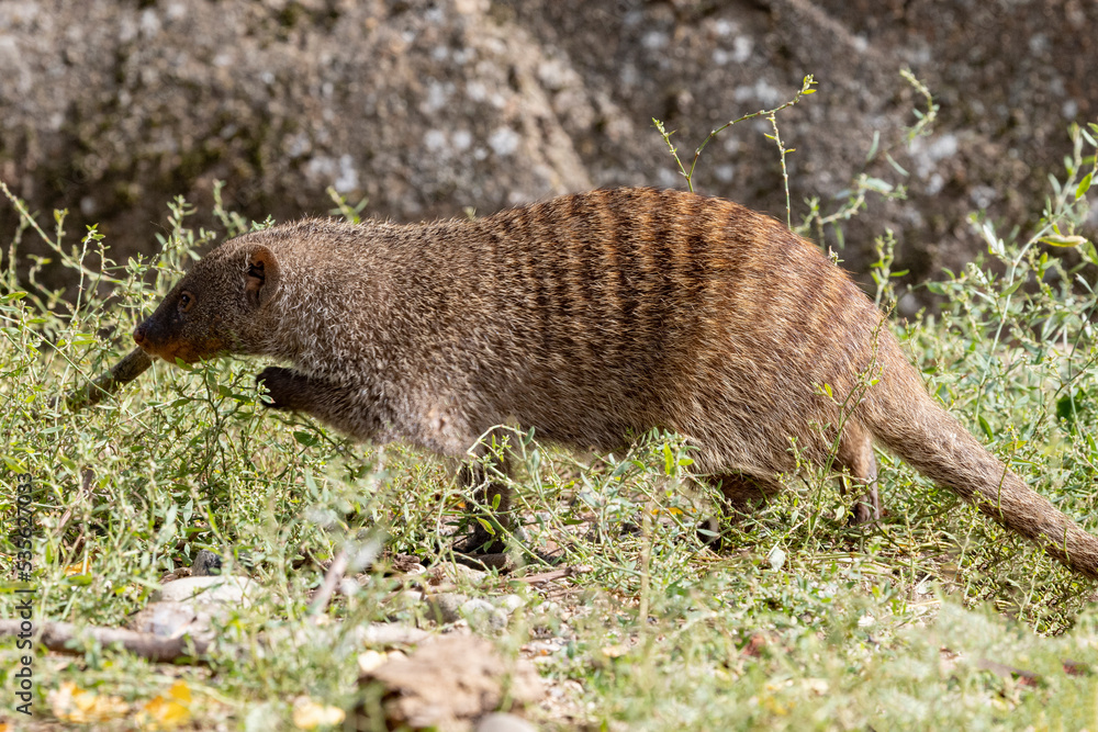 The banded mongoose is a mongoose native from the Sahel to South Africa. Her Odense zoo,Denmark,Europe,Scandinavia The banded mongoose is a mongoose native from the Sahel to South Africa. Her Odense zoo,Denmark,Europe,Scandinavia