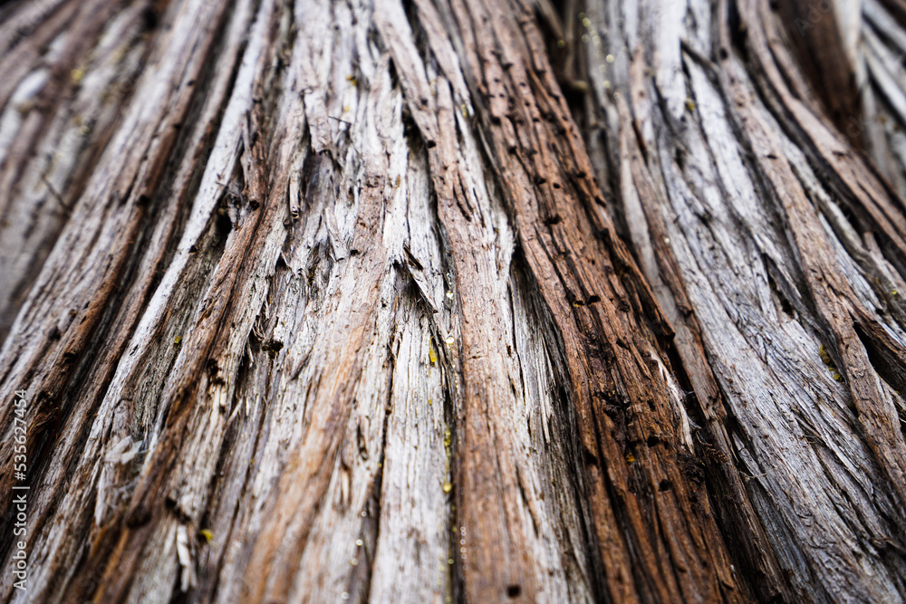 old wood texture old wood texture