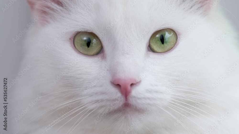 Cat muzzle closeup, green eyes white domestic cat. Cat muzzle closeup, green eyes white domestic cat.