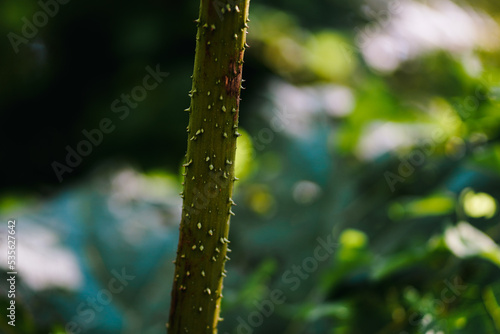 Thorn on plant's stem