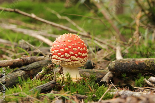 a beautiful little red round fly agaric mushroom with white dots closeup and a soft green background in the forest