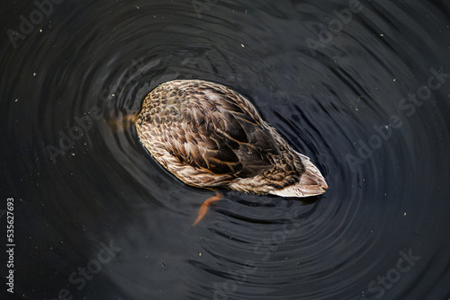 Duck in water 
