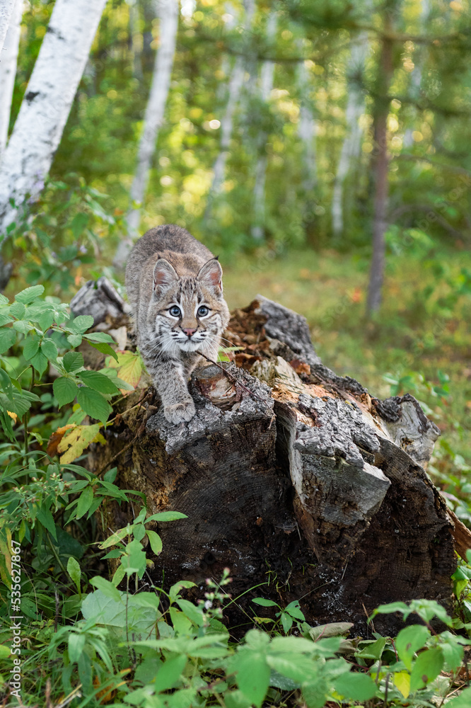 Bobcat (Lynx rufus) Ready to Pounce Off Log Autumn Bobcat (Lynx rufus) Ready to Pounce Off Log Autumn