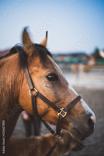 close up of horse © valentin