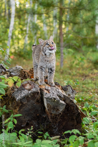 Bobcat (Lynx rufus) Stands on Log Looking Up Licking Nose Autumn