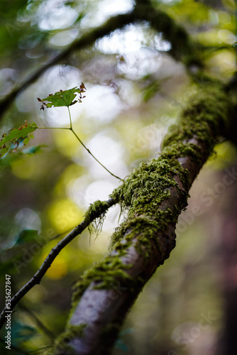 Moss on a tree branch